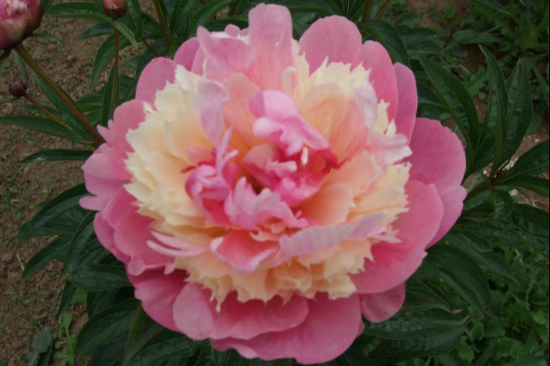 Sorbet peony - Brooks Gardens Peonies