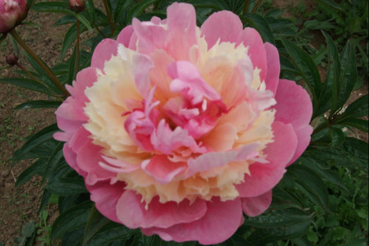 Sorbet peony - Brooks Gardens Peonies