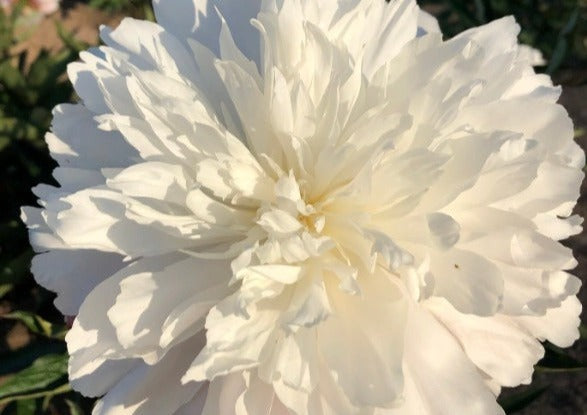fluffy double white peony Confetti roots