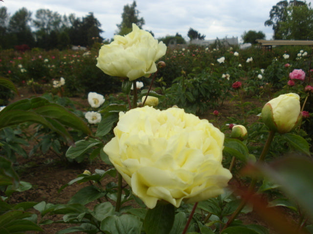 Lemon Chiffon yellow peony plant - photo©Brooks Gardens, Oregon 