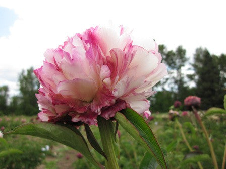 Lord Cavin - Brooks Gardens Peonies 