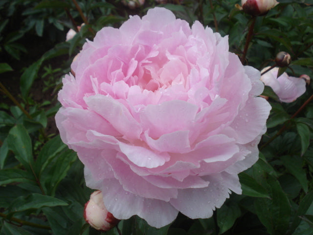 super fragrant blush double full Myrtle Gentry peony. Roots and plants for sale at Brooks Gardens, Oregon farm. 