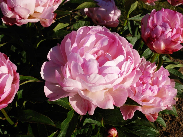 Petite Elegance compact peony plant - Brooks Gardens Peonies