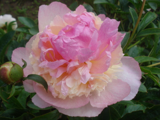 Raspberry Sundae - Brooks Gardens Peonies 