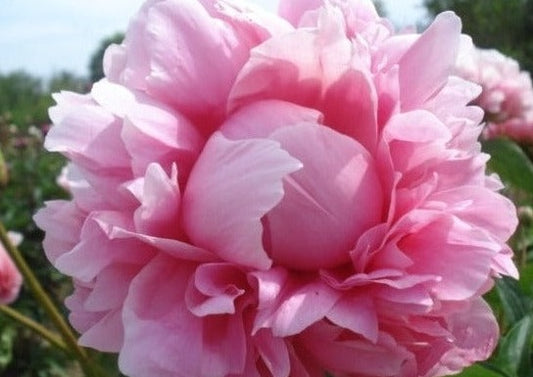 Bess Bockstoce fragrant peony roots for sale photo©Brooks Gardens, Oregon
