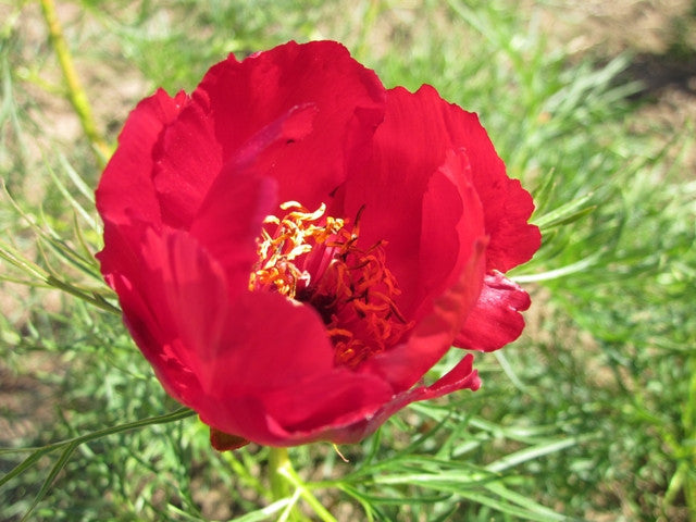 fern leaf peony Paeonia tenuifolia single, compact peonies