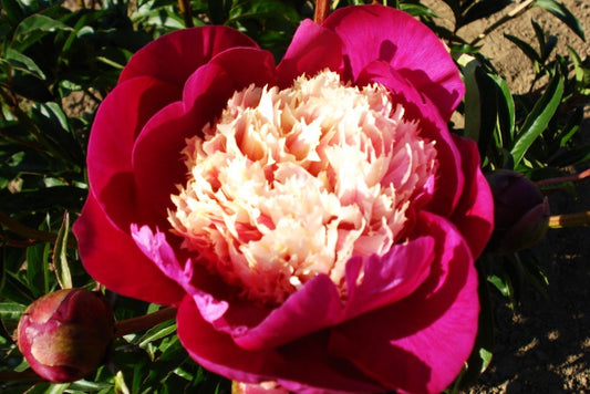 White Cap most fragrant peony