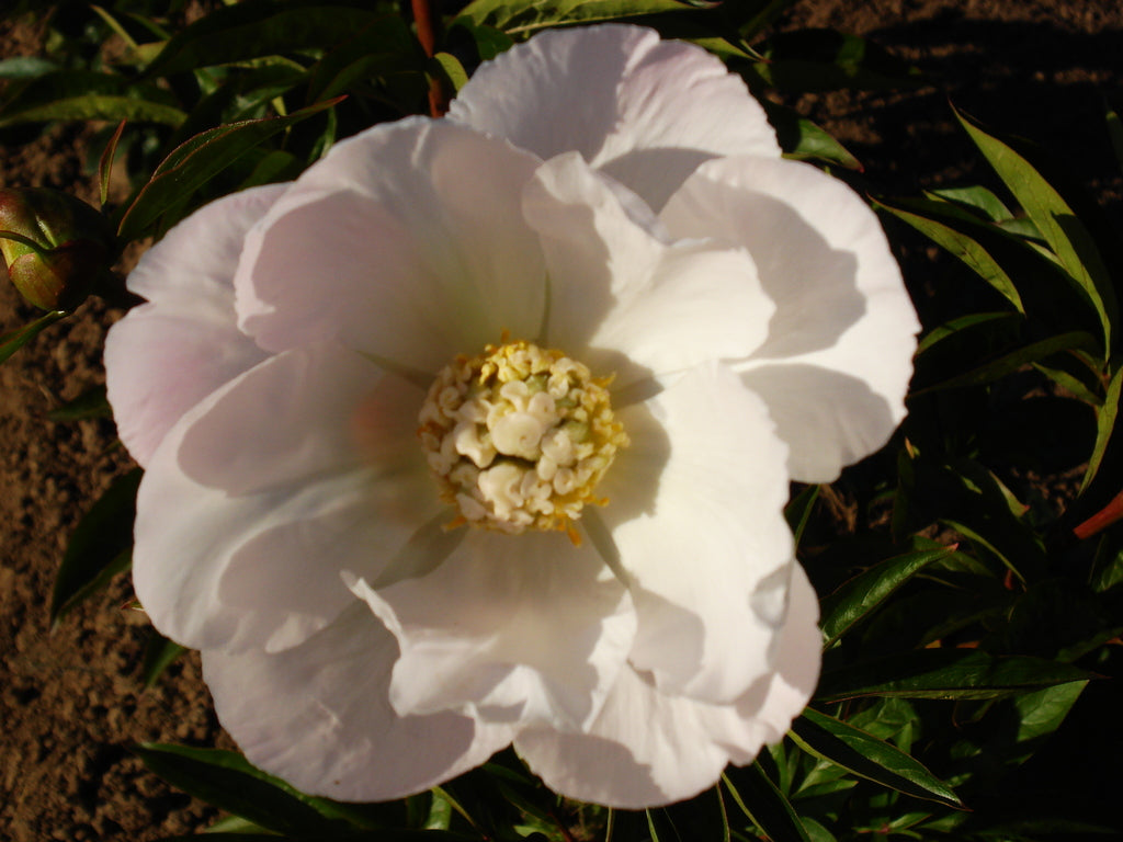 White Innocence, a Saunders peony at Brooks Gardens Peonies 